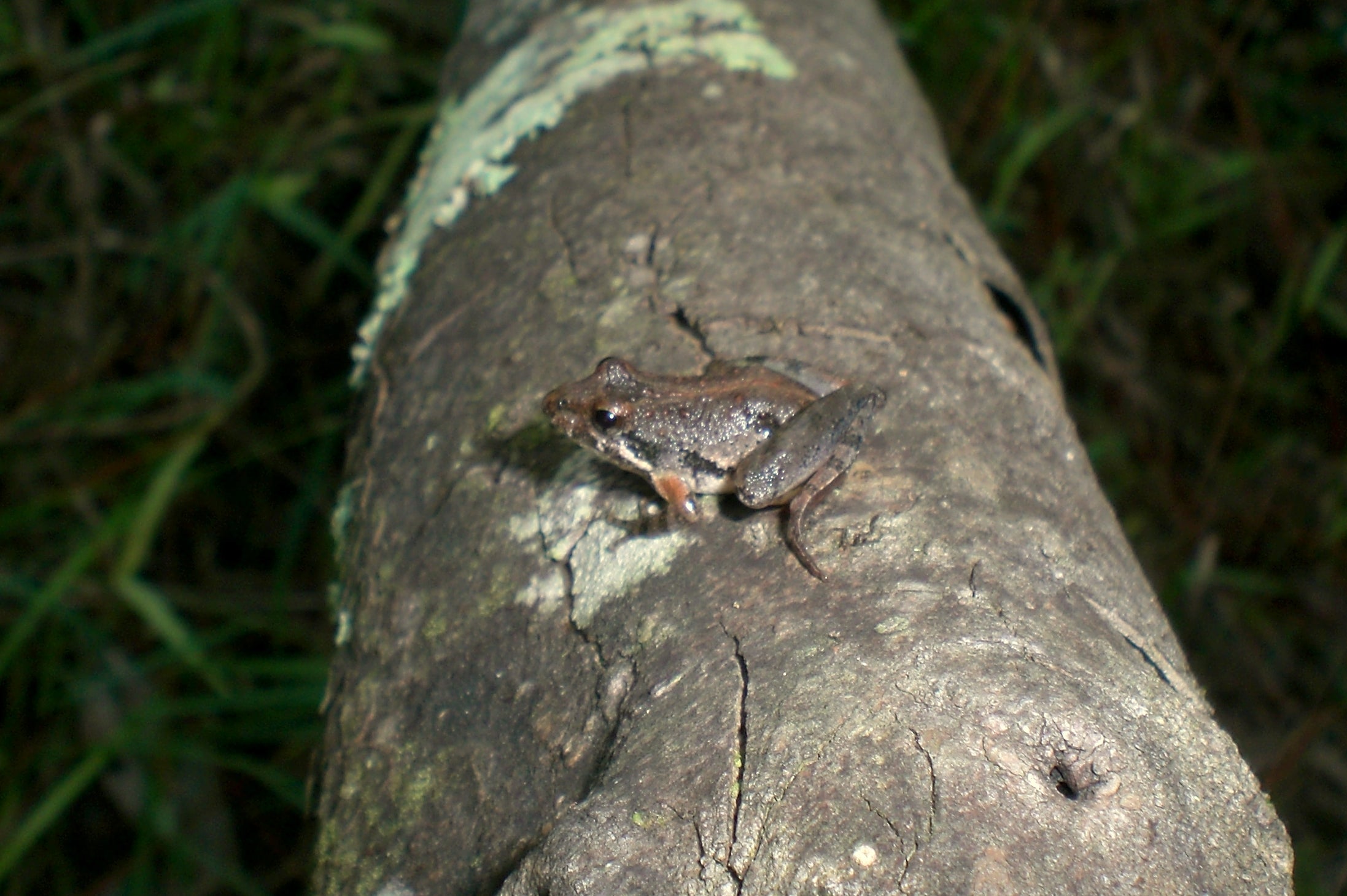 Frogs and Toads in Alabama Outdoor Alabama